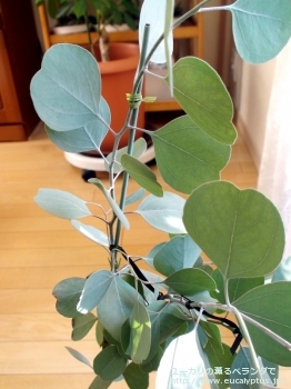 fancyboxポリアンセモス・ベスティタ(Eucalyptus polyanthemos ssp. vestita)の画像2